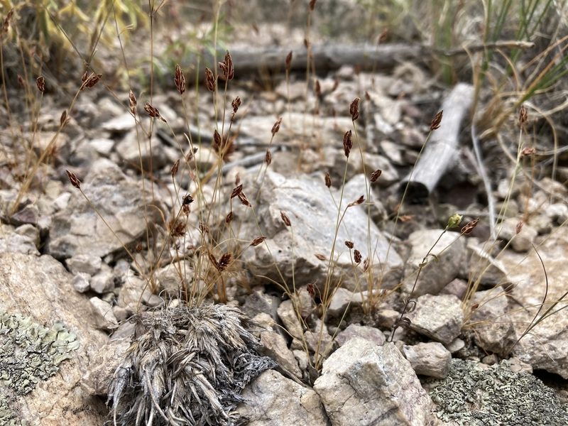 Bulbostylis capillaris, photographed by Cecelia Alexander
