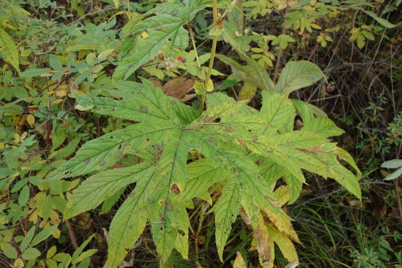 Filipendula digitata, photographed by Aleksei Baushev