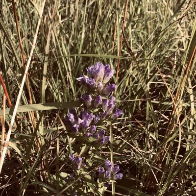 Gentianella quinquefolia, photographed by Mike B