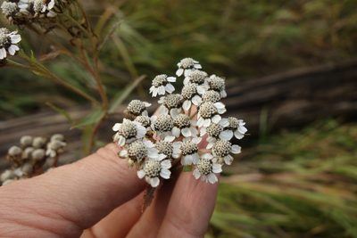 Achillea alpina, photographed by Aleksei Baushev
