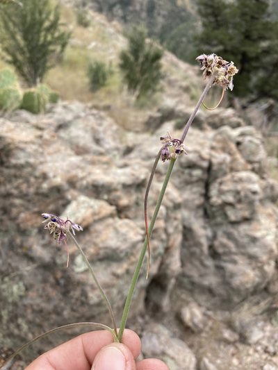 Tradescantia pinetorum, photographed by Cecelia Alexander