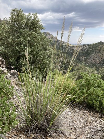 Muhlenbergia longiligula, photographed by Cecelia Alexander