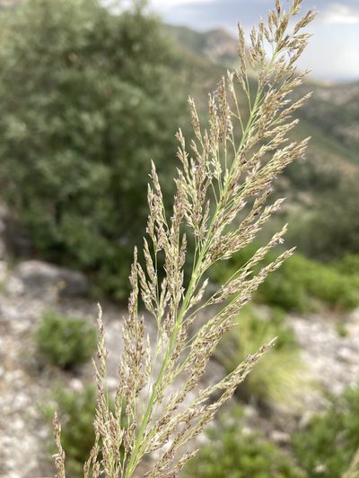 Muhlenbergia longiligula, photographed by Cecelia Alexander
