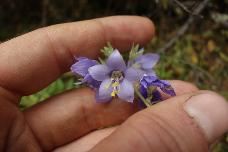 Polemonium villosum, photographed by Aleksei Baushev