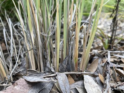 Muhlenbergia longiligula, photographed by Cecelia Alexander