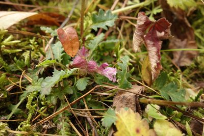 Pedicularis verticillata, photographed by Aleksei Baushev