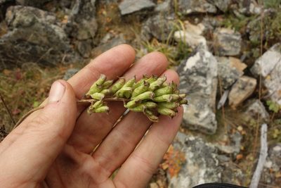 Actaea cimicifuga, photographed by Aleksei Baushev