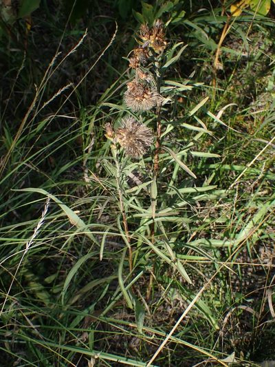 Liatris ligulistylis, photographed by Mary Krieger