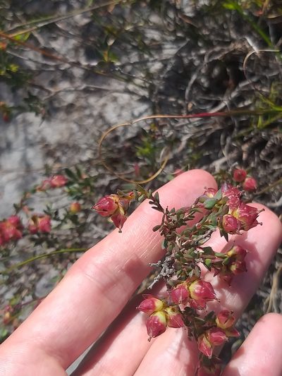 Penaea fruticulosa, photographed by Tim Kirsten