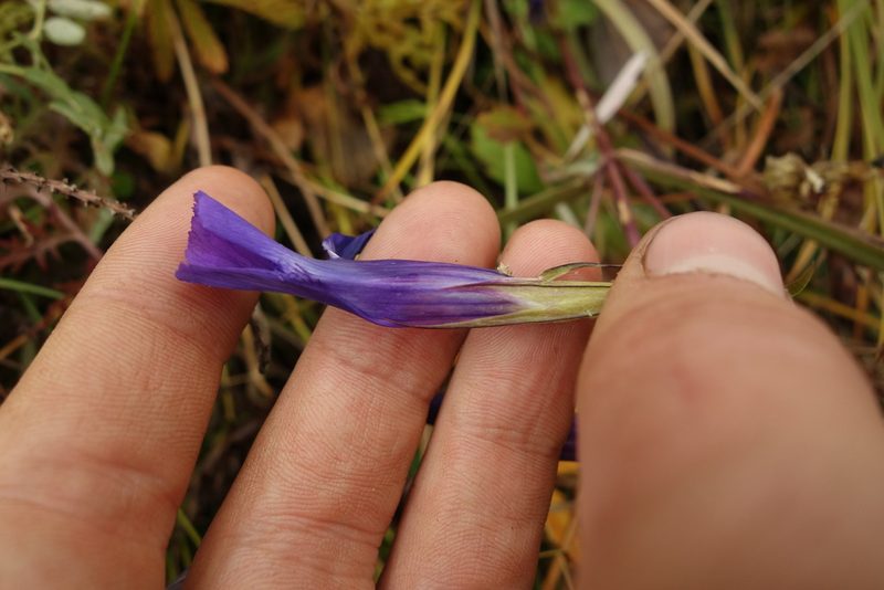 Gentianopsis barbata, photographed by Aleksei Baushev