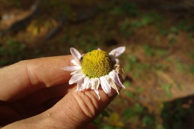 Chrysanthemum zawadzkii, photographed by Aleksei Baushev