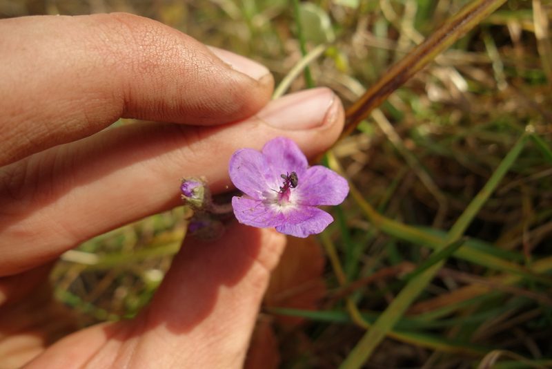 Geranium platyanthum, photographed by Aleksei Baushev