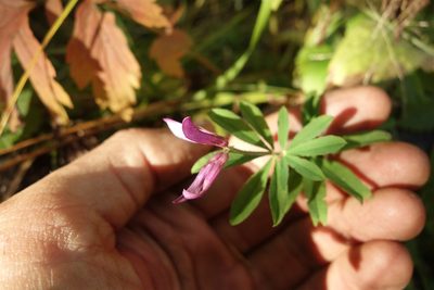 Trifolium lupinaster, photographed by Aleksei Baushev