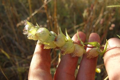 Rhinanthus major, photographed by Aleksei Baushev