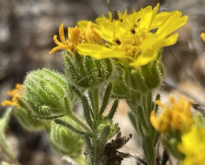 Deinandra corymbosa, photographed by Irene