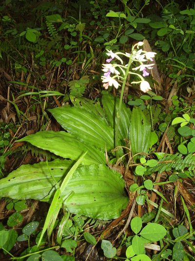 Calanthe sylvatica, photographed by Ricardo Lima