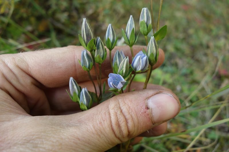 Lomatogonium carinthiacum, photographed by Aleksei Baushev