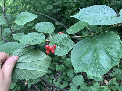 Viburnum edule, photographed by Mark Worthing