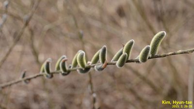 Salix gracilistyla, photographed by Kim, Hyun-tae