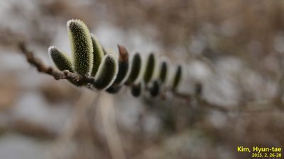 Salix gracilistyla, photographed by Kim, Hyun-tae
