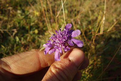 Scabiosa comosa, photographed by Aleksei Baushev