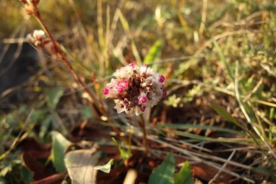 Limonium flexuosum, photographed by Aleksei Baushev