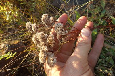 Limonium flexuosum, photographed by Aleksei Baushev