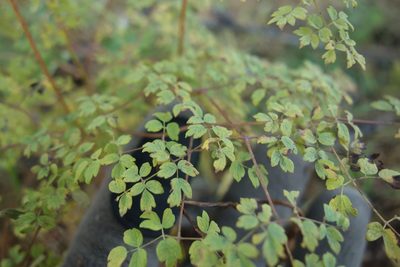 Thalictrum foetidum, photographed by Aleksei Baushev