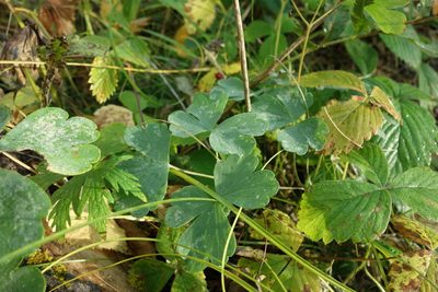 Aquilegia sibirica, photographed by Aleksei Baushev