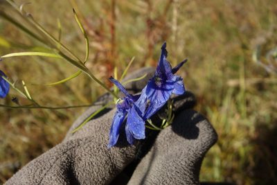 Delphinium grandiflorum, photographed by Aleksei Baushev
