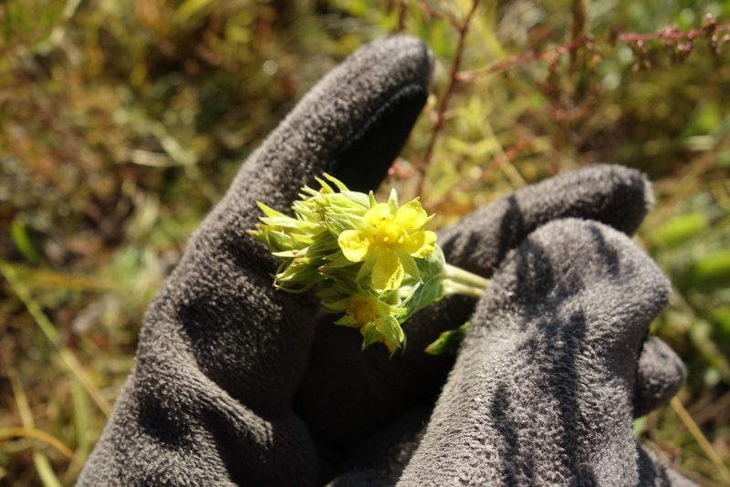 Potentilla longifolia, photographed by Aleksei Baushev