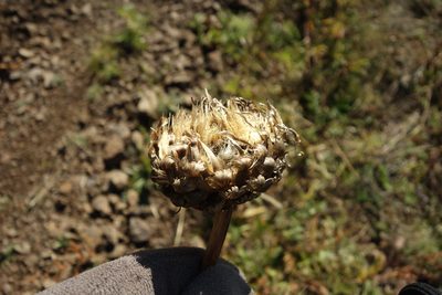 Leuzea uniflora, photographed by Aleksei Baushev