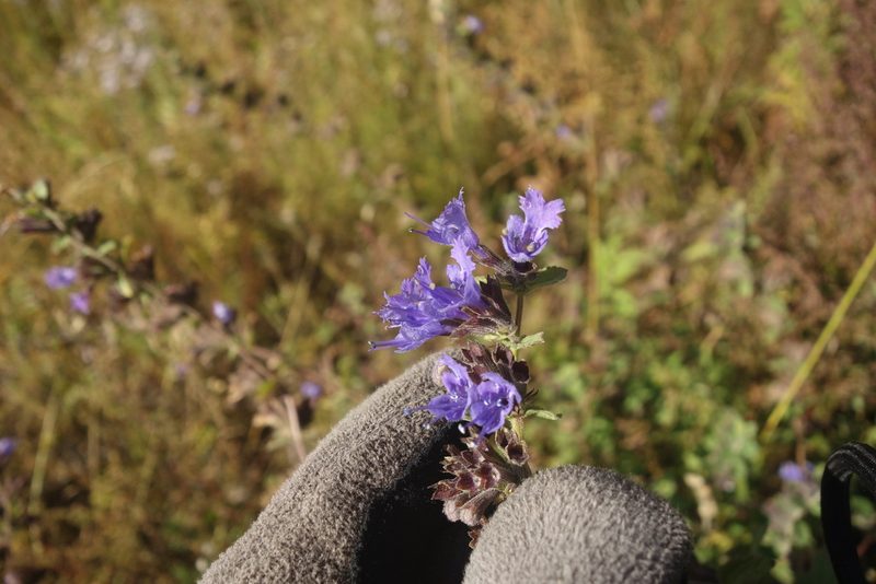Nepeta lophantha, photographed by Aleksei Baushev