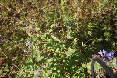 Nepeta lophantha, photographed by Aleksei Baushev