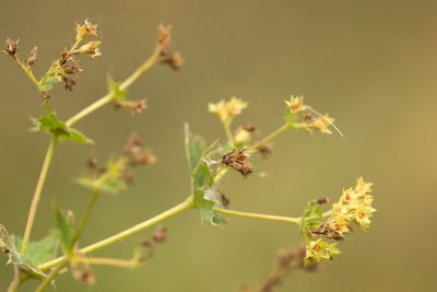 Alchemilla micans, photographed by Вячеслав Юсупов