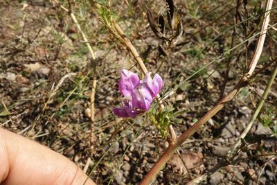 Astragalus davuricus, photographed by Aleksei Baushev