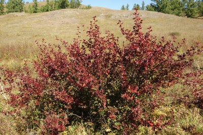 Ribes diacantha, photographed by Aleksei Baushev