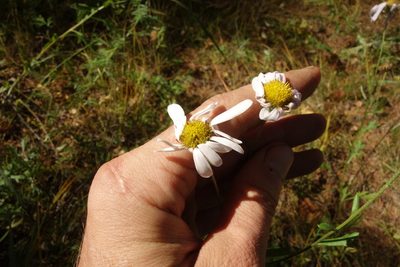 Chrysanthemum zawadzkii, photographed by Aleksei Baushev
