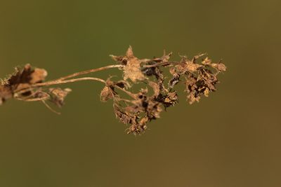 Alchemilla breviloba, photographed by Вячеслав Юсупов