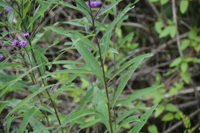 Vernonia noveboracensis, photographed by Daniel Patterson