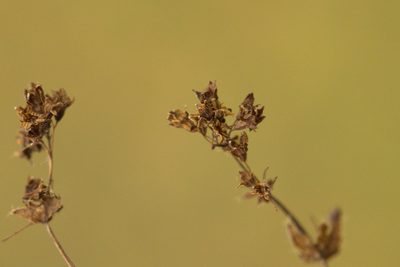 Alchemilla breviloba, photographed by Вячеслав Юсупов