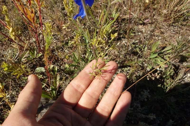 Delphinium grandiflorum, photographed by Aleksei Baushev