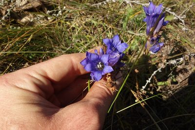 Gentiana decumbens, photographed by Aleksei Baushev