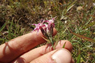 Saussurea salicifolia, photographed by Aleksei Baushev