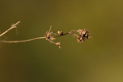 Alchemilla breviloba, photographed by Вячеслав Юсупов