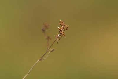 Alchemilla breviloba