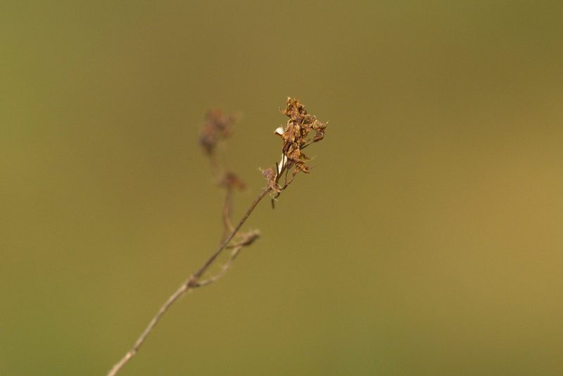 Alchemilla breviloba, photographed by Вячеслав Юсупов