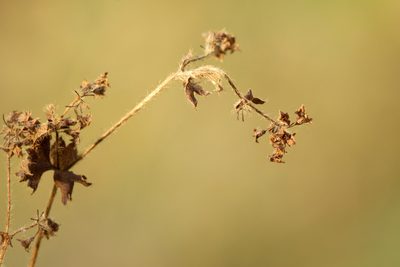 Alchemilla conglobata