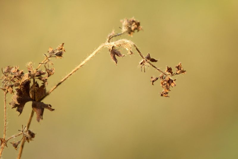 Alchemilla conglobata, photographed by Вячеслав Юсупов