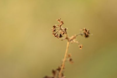 Alchemilla conglobata, photographed by Вячеслав Юсупов